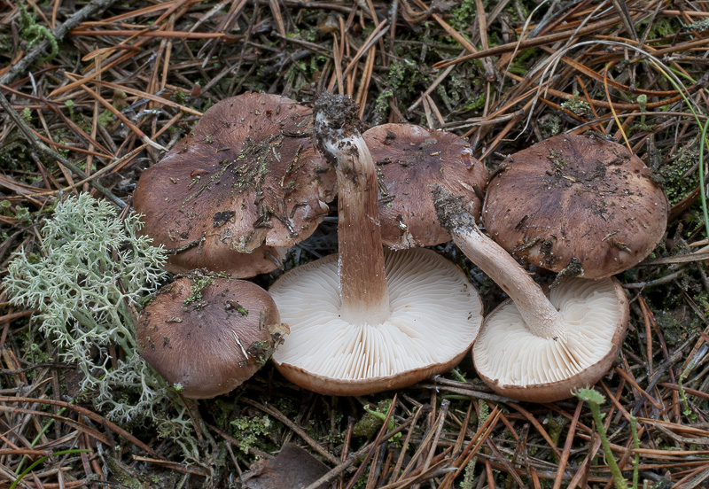 Tricholoma albobrunneum